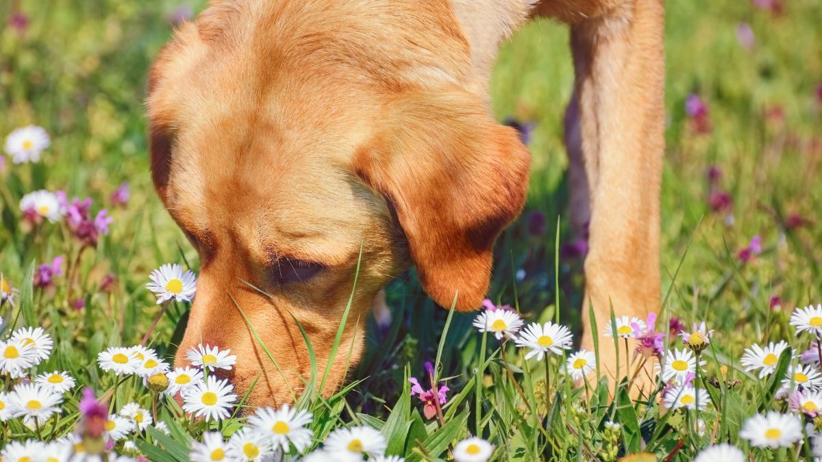 Dog searching for treats on grass